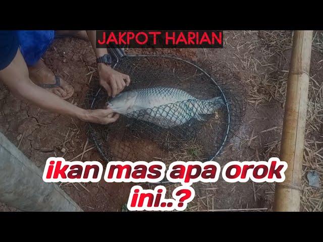 umpan ikan mas paling jitu#umpanikanmas #umpanharian #umpanputih