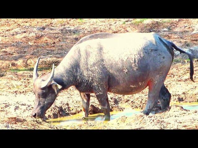 the buffalo is trying to sleep in the water but there is no water.