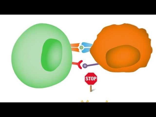 Checkpoint Inhibitors: Taking the Brakes Off the Immune System