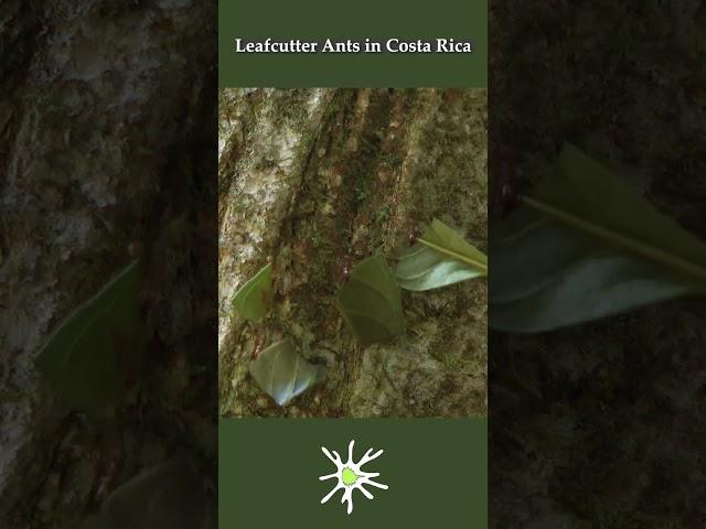 Leafcutter Ants in Costa Rica#nature #insects #tropical