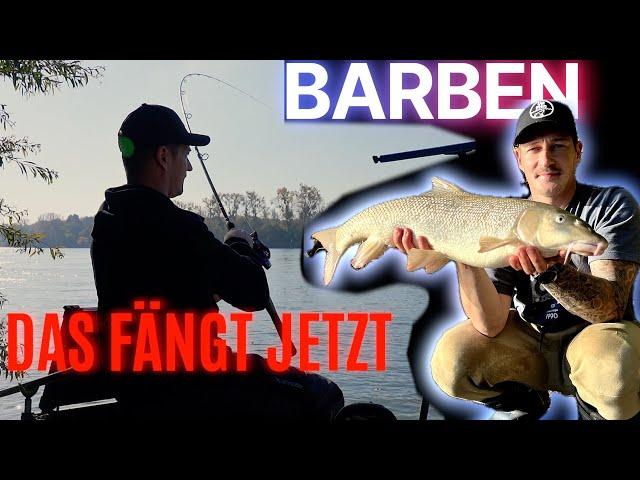 FANGE MEHR BARBEN IM HERBST! DAS BRINGT JETZT FISCH