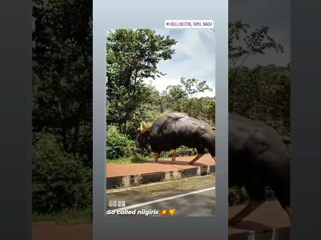 Ooty Bison