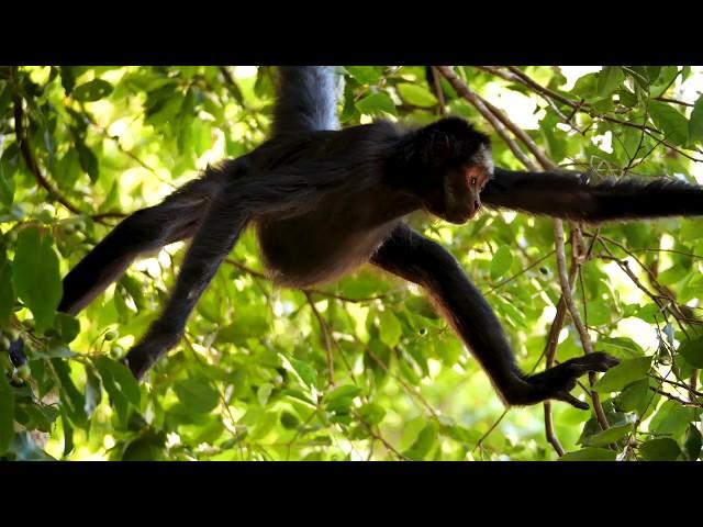 SouthWild Amazon & Pantanal Brazil