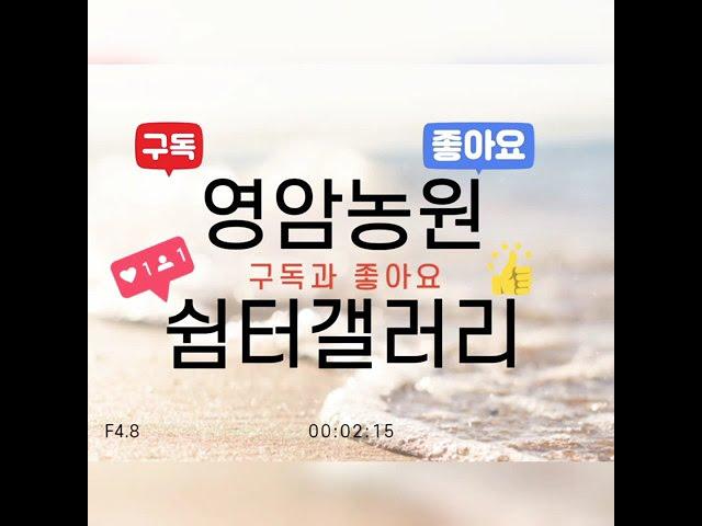 영암농원 쉼터갤러리 #소나무 #나무 #묘목