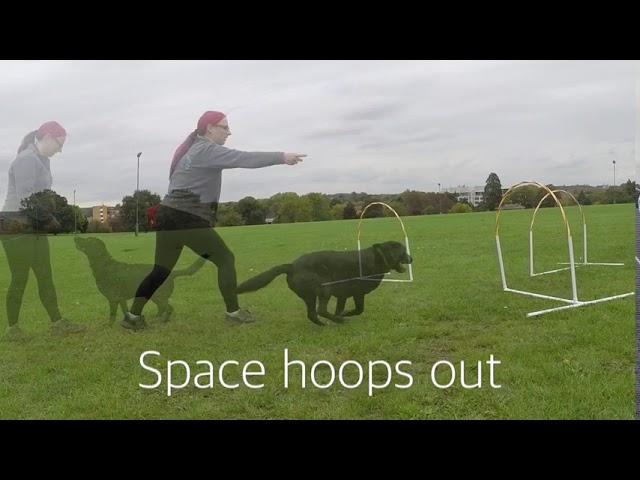 Hoopers dog agility training