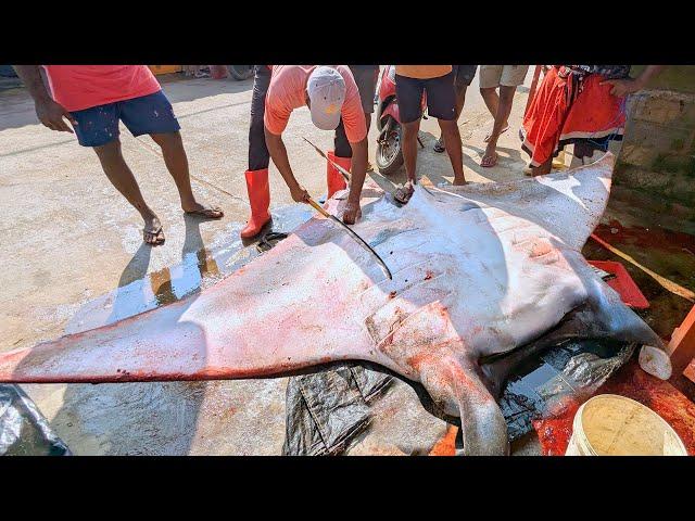 Rustic Village Life: Cutting a Giant Ray Fish at a Very Busy Street Market – Fishermen’s Tough Work!