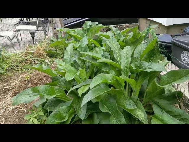 Feeding Meat Rabbits Naturally With Comfrey- Amazing Growth Updates!