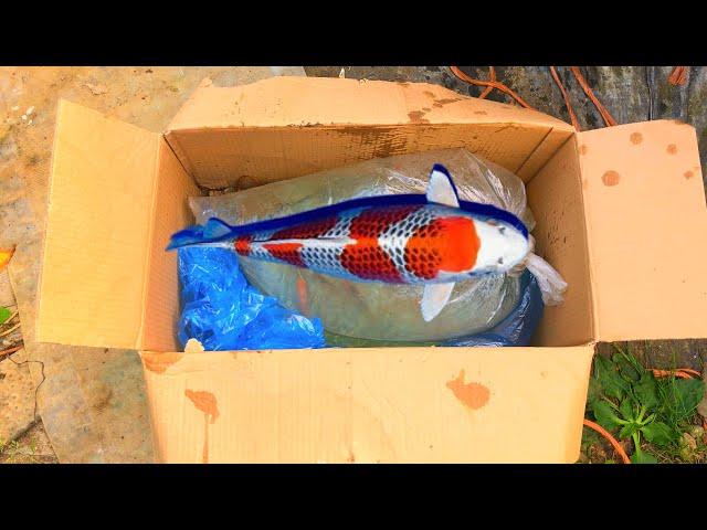 Unboxing New Japanese Koi Fish shipment. Uk koi pond