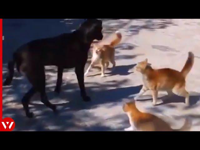 This Dog Messed with the Wrong Cats
