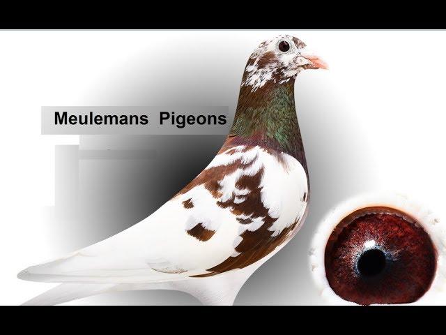 Meulemans Racing Pigeons