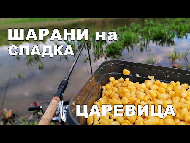 ШАРАНИ на СЛАДКА ЦАРЕВИЦА с БОЛОНЕЗА и МАЧ-РИБОЛОВ на ПЛУВКА