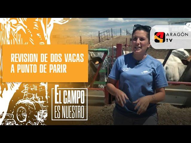 Revisión de dos vacas a punto de parir