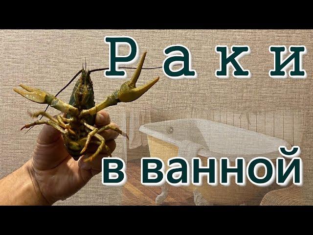 Содержание раков в ванной. Первые 3 недели