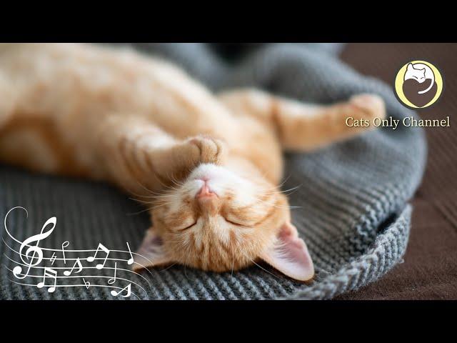 Therapy Music for Stressed Cats - Peaceful Harp Music & Cat Purring for Anxiety Relief