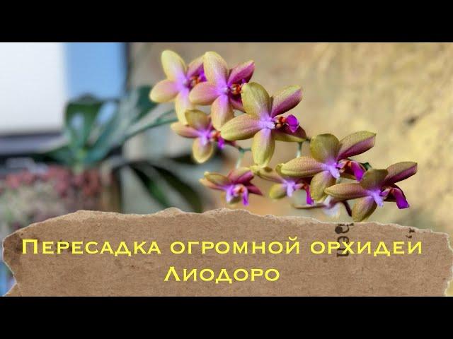 Phal. Liodoro Пересадка большой взрослой цветущей орхидеи #уходзаорхидеями #orchid