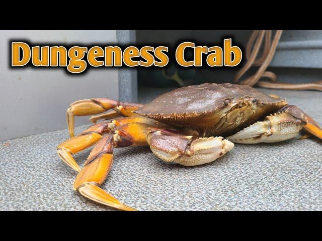 Dungeness Crab Fishing on the West Coast of BC - Prince Rupert - Catch, Clean and Cook - Self Guided