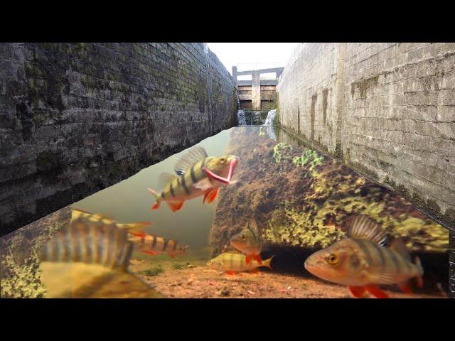 Fishing Canal LOCKS With An UNDERWATER CAMERA! So many FISH!