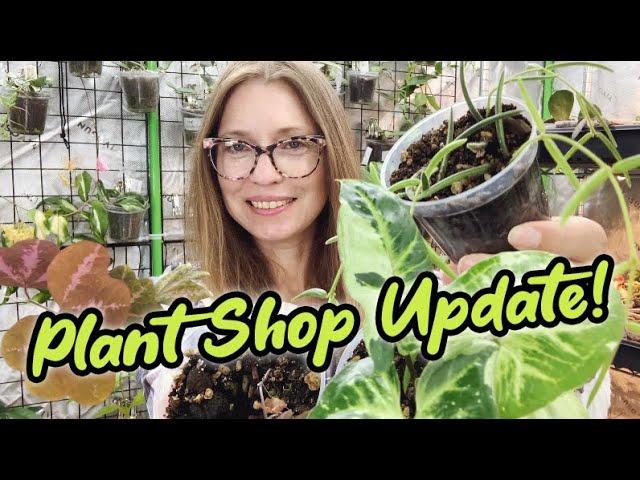 The Pink Trellis Shop Update | New Plants and Restocks | Hoya, Syngonium, Dischidia, and more!