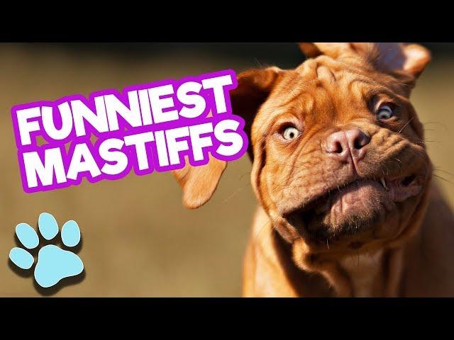 Funniest Mastiffs of April 2018 | Funny Dogs Compilation | #thatpetlife