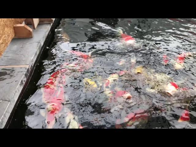 Tim Waddington feeding  Koi JBL ProPond Silkworm