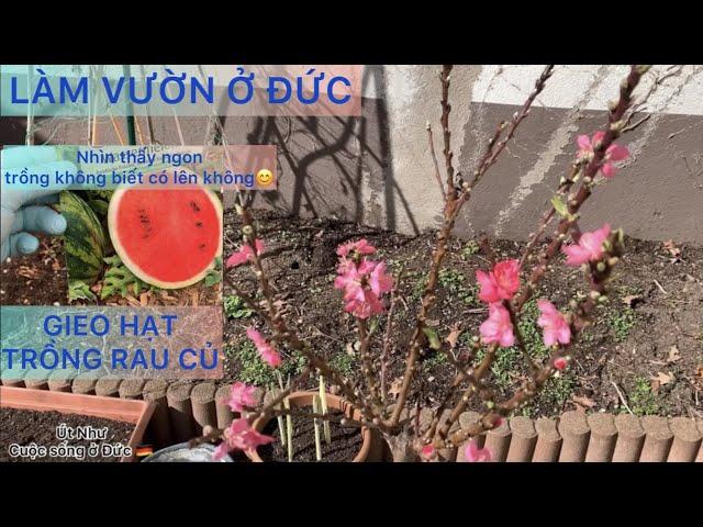 LÀM VƯỜN Ở ĐỨC | GIEO HẠT TRỒNG RAU CỦ | cuộc sống ở Đức