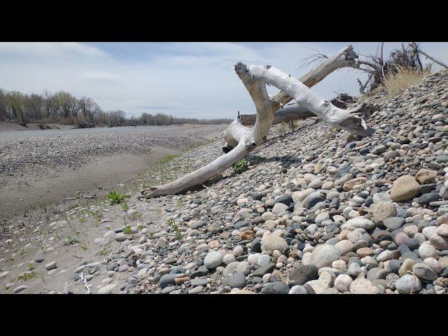 Rockhounding Out East On The Yellowstone River] We Find Agates,Jaspers,Fossils and Petrified Wood!