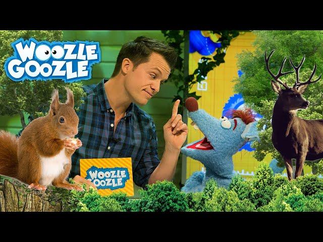 Warum ist der Wald so wichtig? l WOOZLE GOOZLE