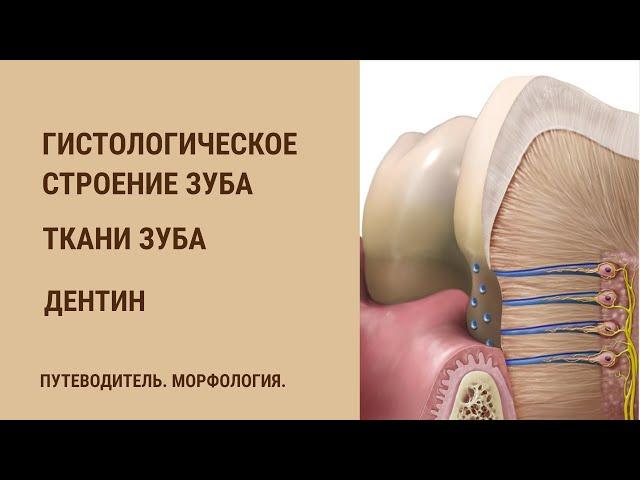 Гистологическое строение зуба. Ткани зуба. Дентин