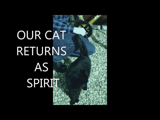 WARNING -REAL!  MY CAT  DIED & RETURNS AS GHOST #cats   #ghosts #apparitions  #psychicenergy #cats