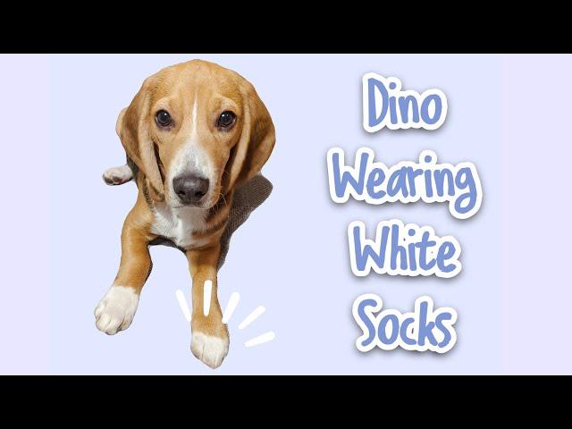 Dino wearing white socks~