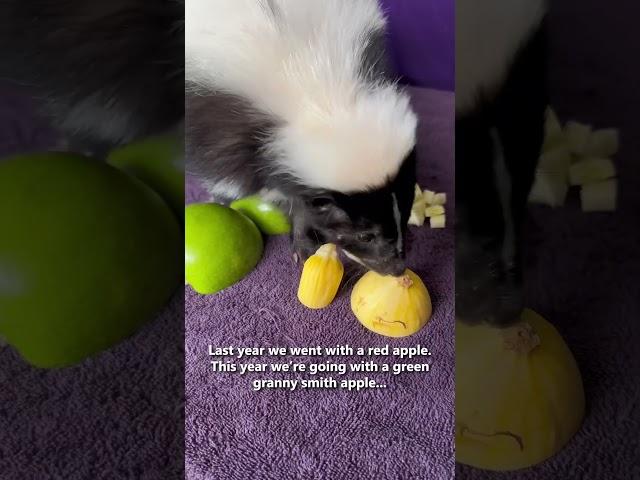 Atari’s Favorite Food Tournament - Week 2! Apple vs. Squash!