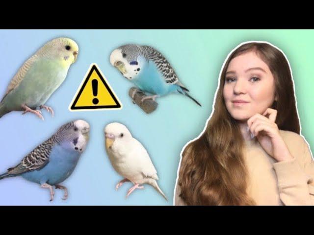 What You Need to Know Before Getting a Budgie! *THE TRUTH About Budgies as Pets*