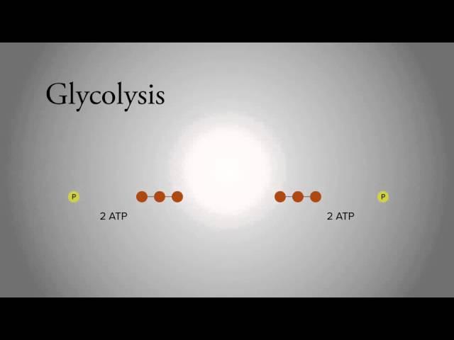 Glycolysis