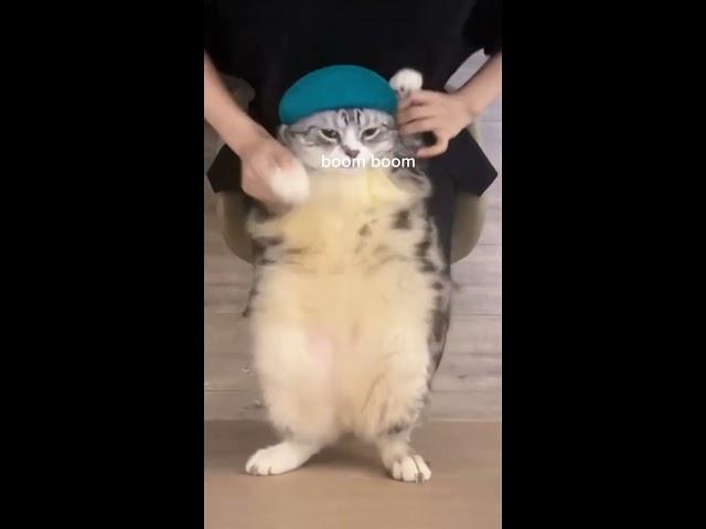 chipi chipi chapa chapa #meme #cats   #dancing