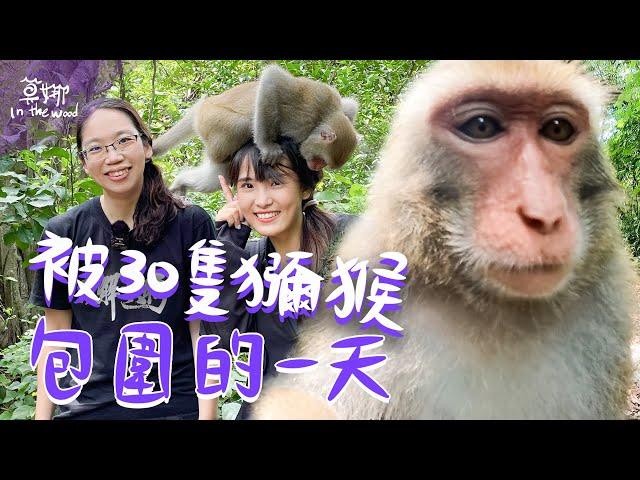 一天內跟上百隻獼猴打交道！台灣獼猴大調查 原來牠們會吃土？【莫娜 Moana】Feat.@獼片頻道 #高雄 #壽山 #獼猴