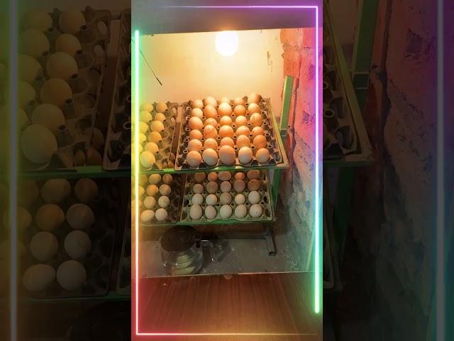 Homemade Amazing Automatic egg INCUBATOR