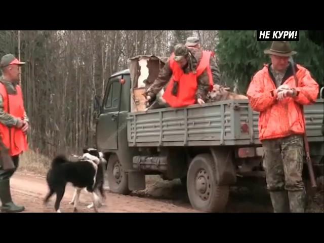Driven hunting for wild boar