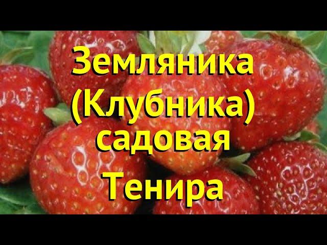 Земляника садовая Тенира. Краткий обзор, описание характеристик fragaria ananassa Тенира