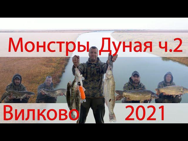 Рыбалка р. Дунай 2021 г.Вилково (лимба). В погоне за дикими трофеями!