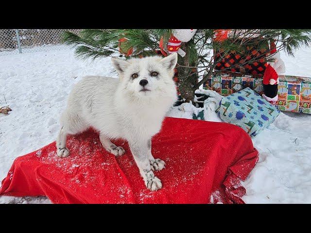 Waverly and Kipper are reunited for Christmas. Kipper is intimated by Forest