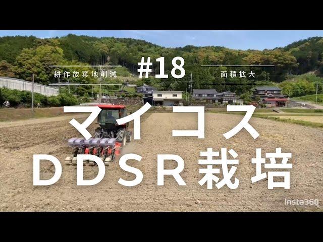 【マイコス】マイコス菌を使った水を使わない田植え？DDSR栽培に挑戦しました！【農業】