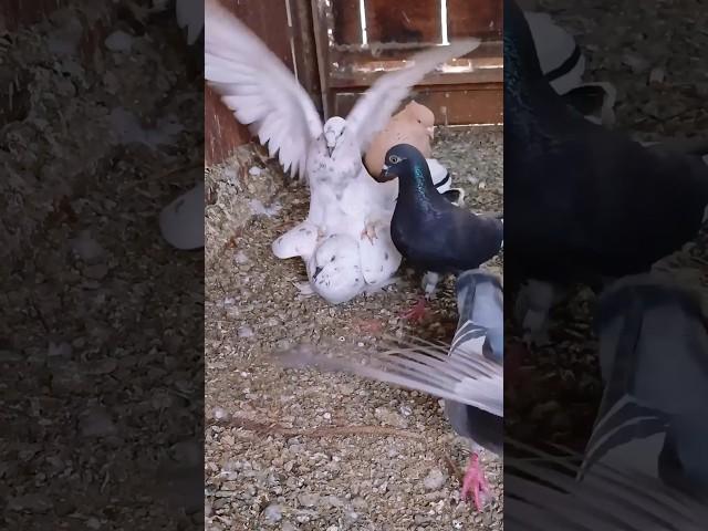 Pigeons activists in loft #pigeon #pigeonbaby #racingpigeons #birds #pigeonloft