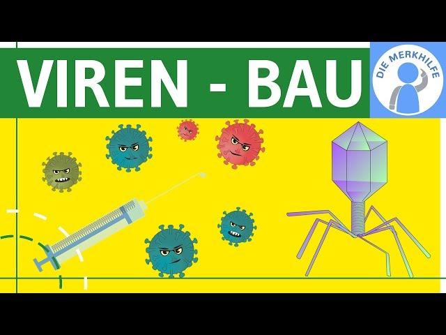 Viren - Bau, Symptome, Aufbau & Merkmale einfach erklärt - Genetik - Virengenetik & Bakteriengenetik