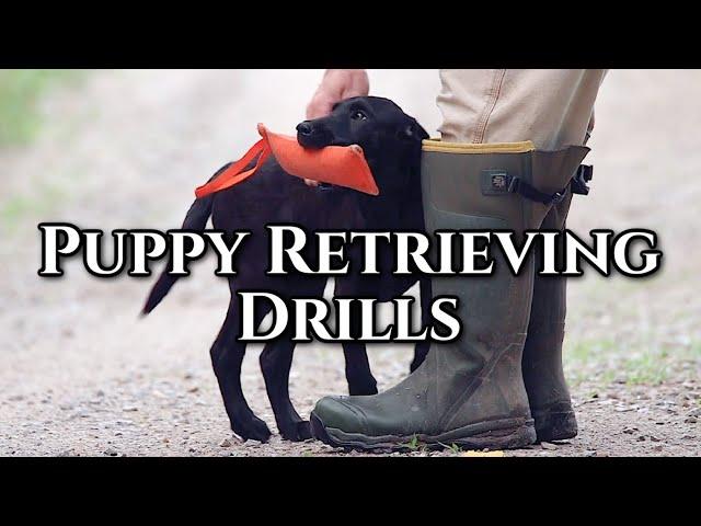 Puppy Retrieving Drills