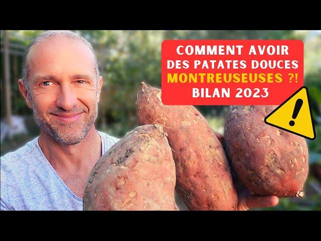 Comment avoir des patates douces monstrueuses ► Saison 2023