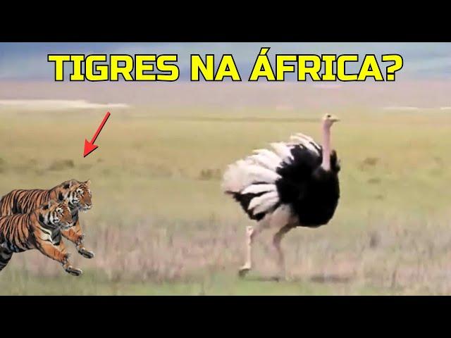 TIGRES CAÇAM AVESTRUZ NA SAVANA AFRICANA!!!