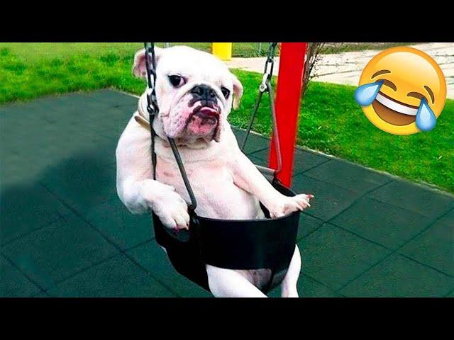 Funny Animals Video - Best Bulldogs compilation2022! #6