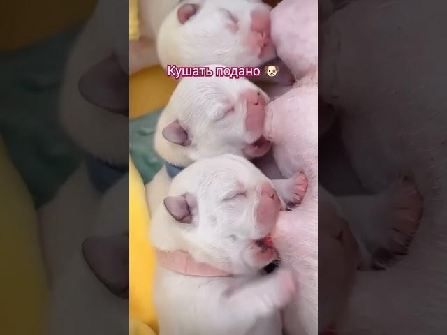 НЯМЧИКИ #милота #позитивчикдлядрузей #shorts