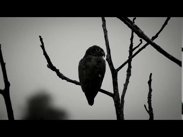 parrot sounds for birds - African grey parrots singing