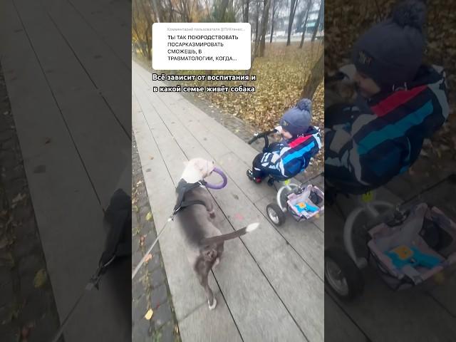 Воспитание собаки! #amstaff #dog #pitbull #собака #семья #прогулка #тренировка #собаки #люди #амстаф